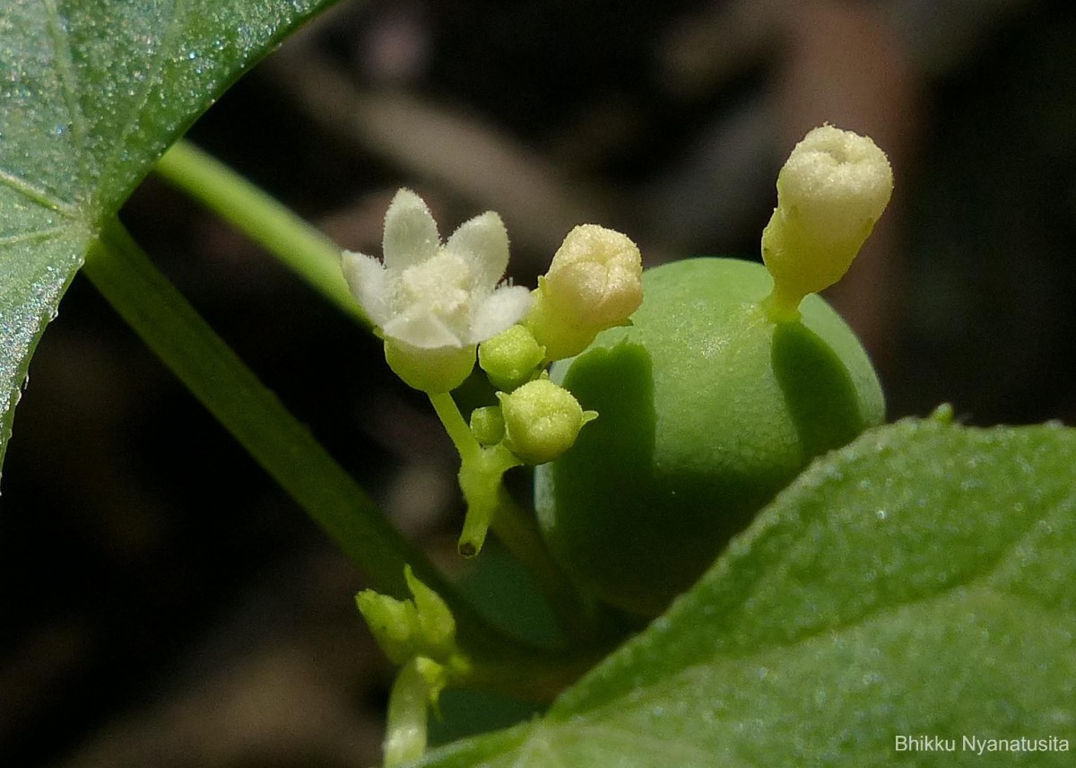 Zehneria maysorensis Arn.